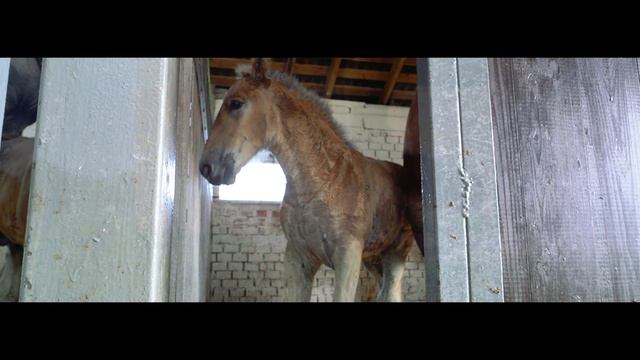 #STEINORT #Штайнорт #бельгийскийтяжеловоз #брабансон #Калининград #конеферма #лошади
