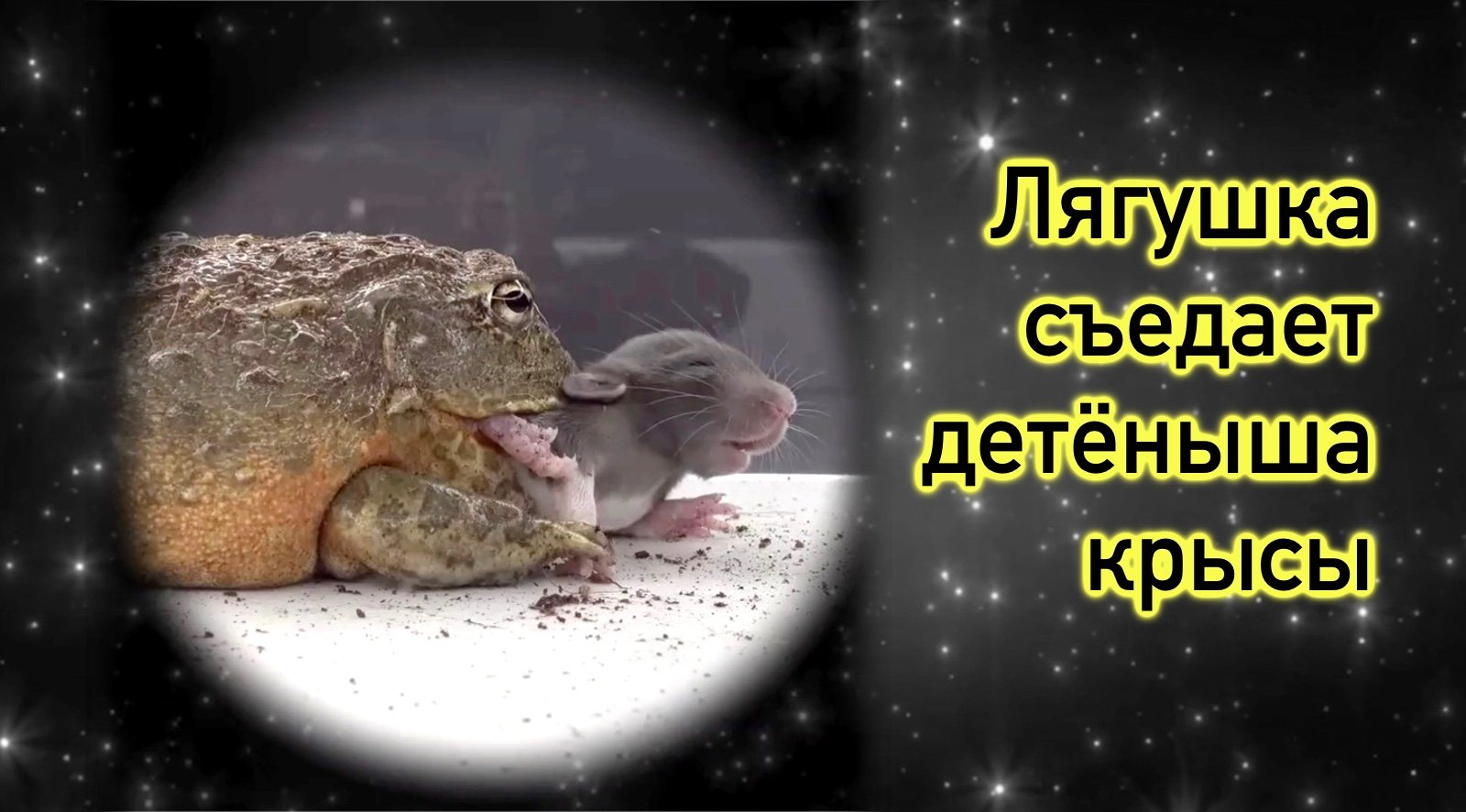 Лягушка съедает детёныша крысы.