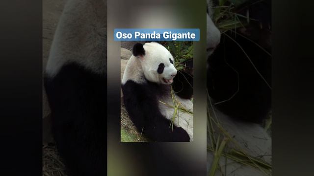 Oso Panda Gigante en Peligro de Extinción!!!