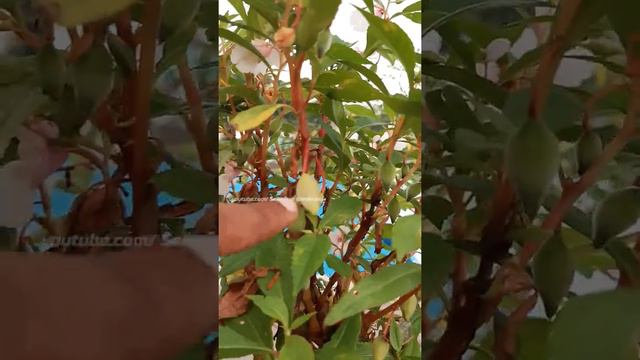 How to save Balsam Flower Seeds