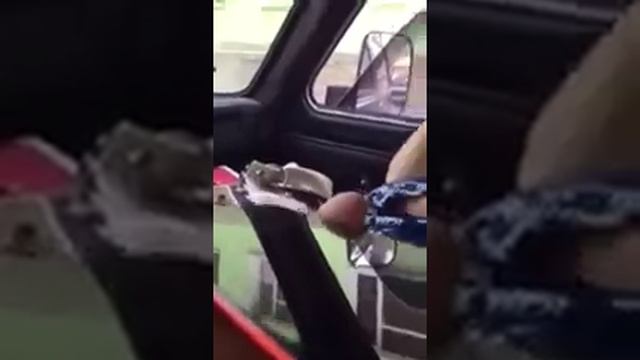 Собака подруги.