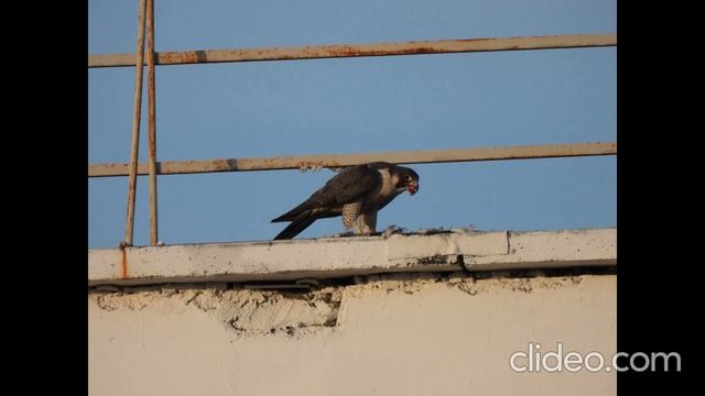 после завтрака 16.09 2