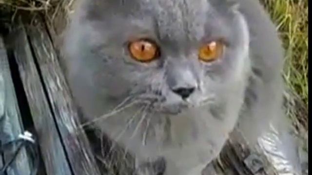 Ругающийся серый кот