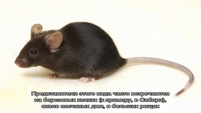 Мышка с полоской