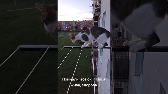 прикол с котами.mp4