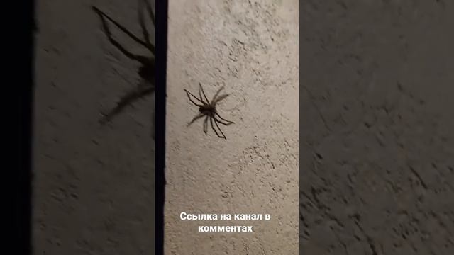 Боитесь пауков??На Бали ещё не такие живут