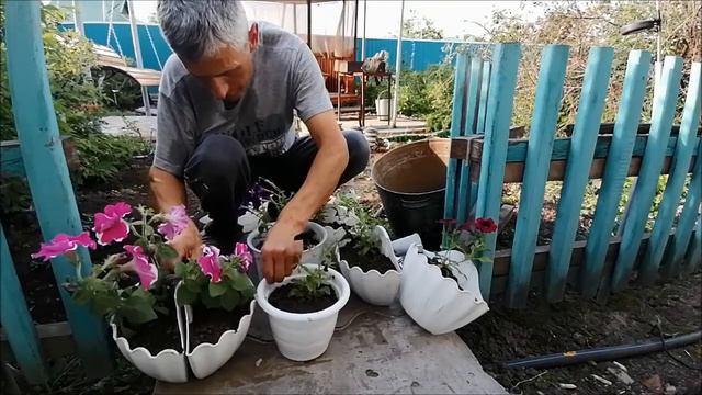 Петунии пересадил На место цветения определил