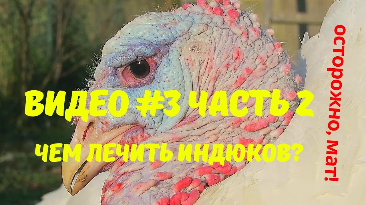 Выращивание индюков. Лечение,  профилактика болезней. Продолжение обзора лекарств.  Видео №3 Часть 2