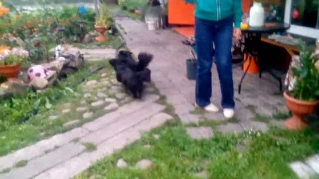 бешеные собаки 2