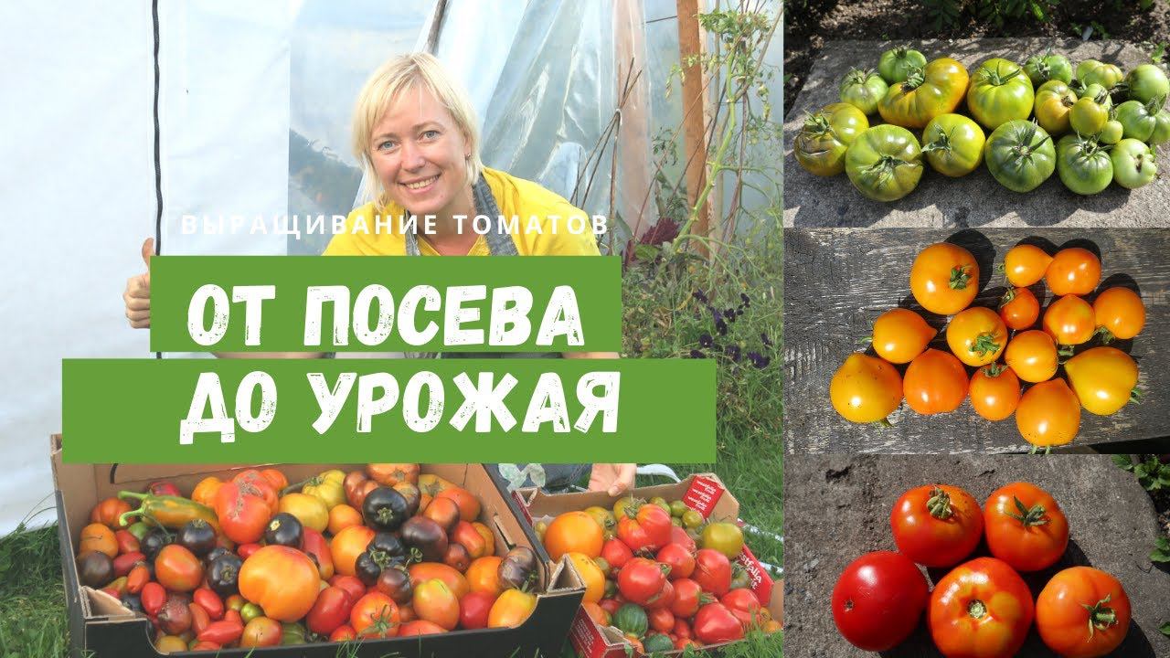 Томаты в моей теплице от посева до урожая / Сроки посева, удобрения, полив, уход