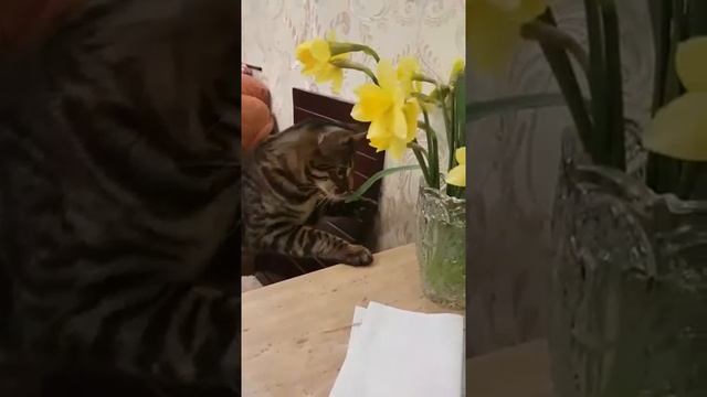 Бенгальский котик и цветы:))