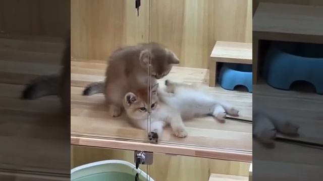 cute baby animals Милые животные / пингвины /черепахи / котейки / собачки