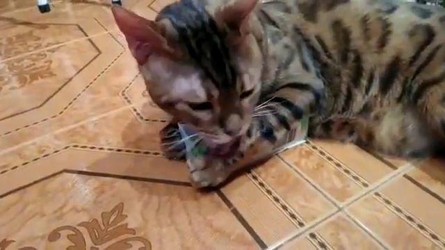 VID 20190107 WA0010