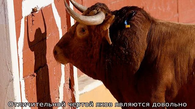 Бык крупный рогатый скот