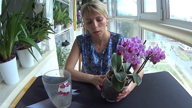 Обзор Цветения орхидеи Сого Вивьен вариегатный! Flowering  Sogo Vivien variegata Orchid!