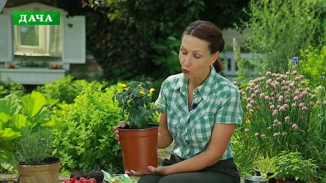 Что можно посеять на огороде в ИЮЛЕ и получить хороший урожай!