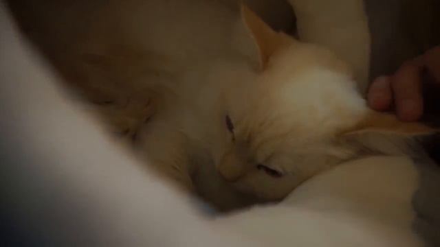 ADOPTING THE PERFECT RESCUE CAT! | From Cat Hoarder to Happy Home!