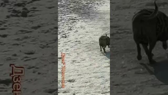Наши собачки на прогулке