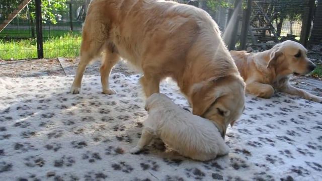 Golden retrievers Mikimoto and Sandra playing / Голден ретриверы играют