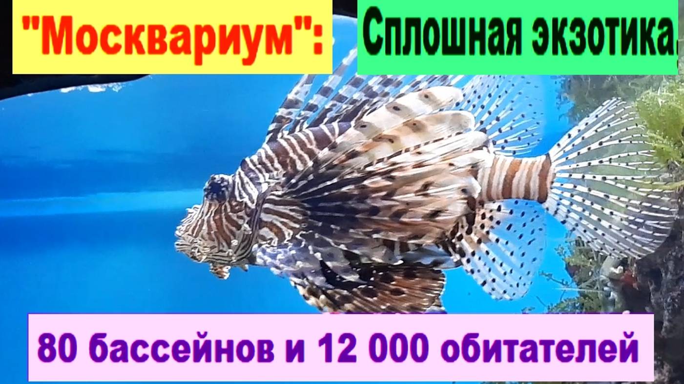 "Москвариум":  80 бассейнов и 12 000 обитателей.  Сплошная экзотика