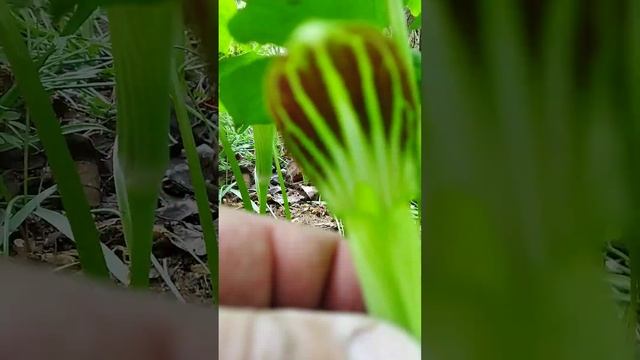 Аризема амурская - Arisaema Amurense 24.05.23