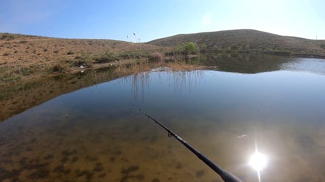 КТО БЫ МОГ ПОДУМАТЬ ЧТО ВСЯ РЫБА В ЭТОМ КАМЫШЕ!