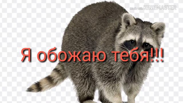 Поддержка Енотика котика:3 настоящего