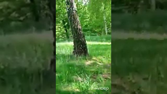 Приглашаю на прогулку майский днем. Слушаем трели соловья.