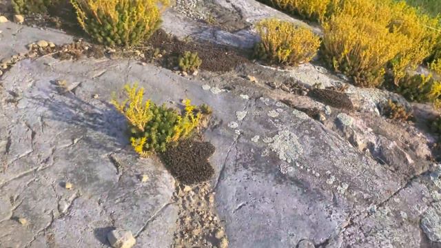 Some Incredibly Tall Mosses