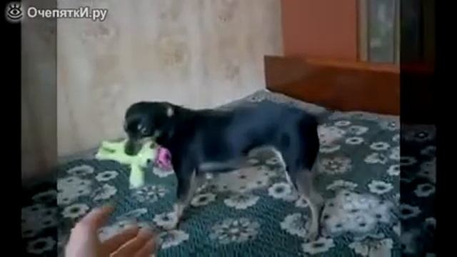 Маленькая умная собака