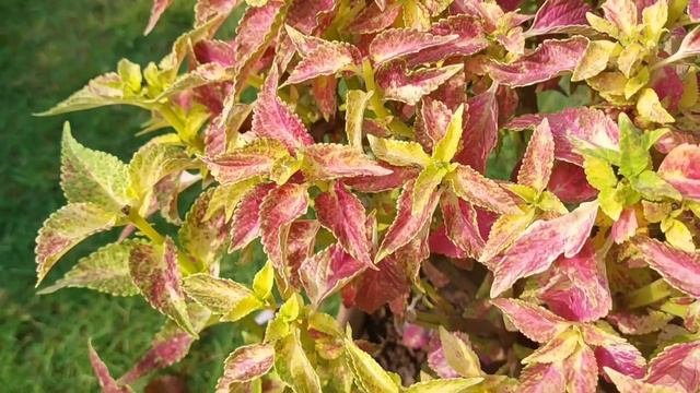 Coleus Identification and Care ||Sree Sanjiban||