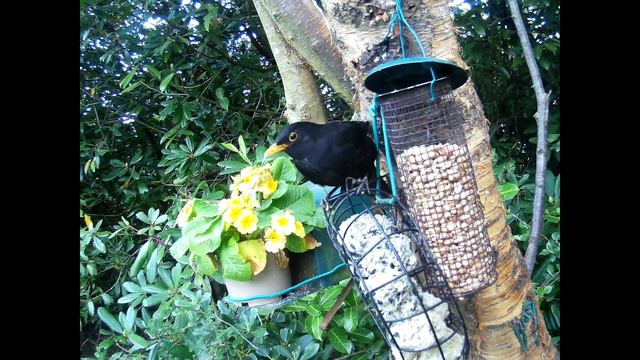 Young Blackbird On Spring Tuesday Visit To My Cottage Garden Scone Perth Perthshire Scotland