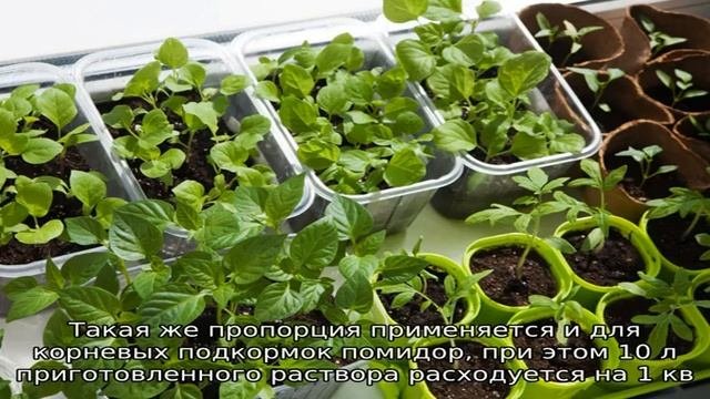 Удобрение Калимаг: применение для томатов и лука