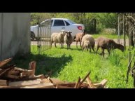 Что за дрова-кубики нам привезли? Снова бараны в гостях : ) Обзор продуктов