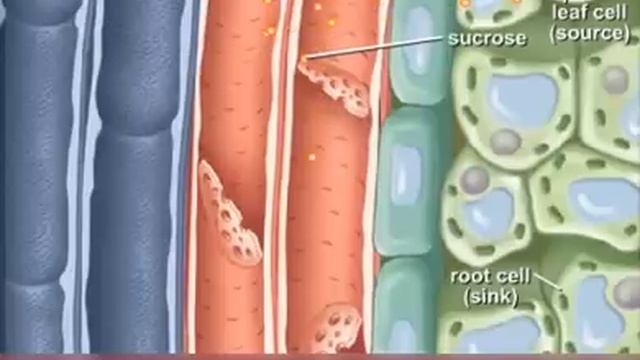 Phloem Loading