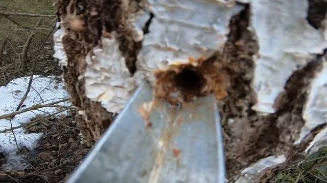 Как поставить берёзовый сок, без озвучки!