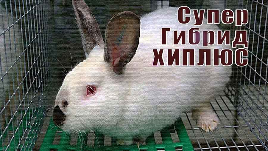 Кролики Хиплусы на ферме