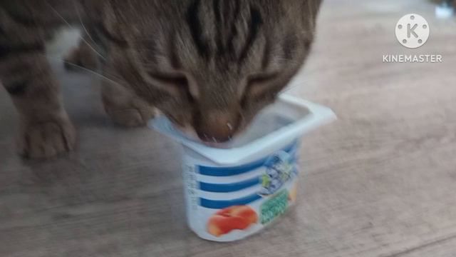 мой котик ест йогурт