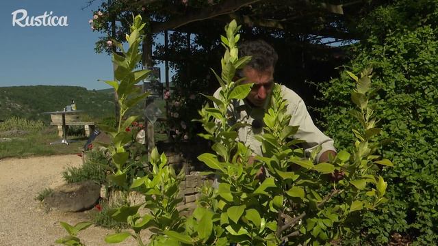 Pulvériser de l’huile essentielle contre les cochenilles