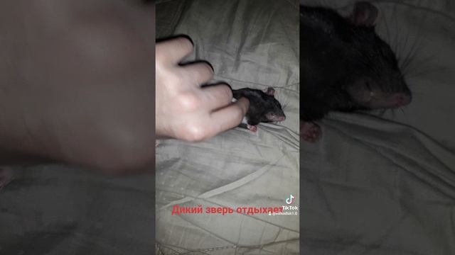 Дикий зверь отдыхает