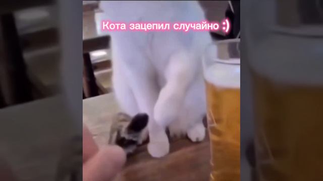 Кота зацепил случайно 😀