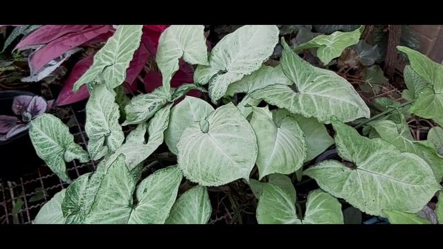 เงินไหลมา / ออม  ไม้มงคล ปลูกแล้วรวย  Varieties of syngonium