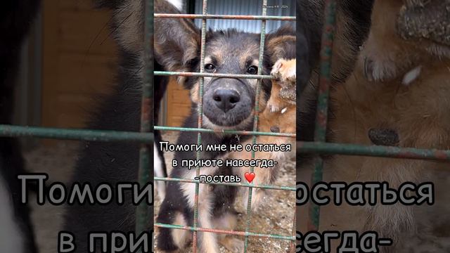 Щенки в приюте «Щербинка». Проект Собака Юзао