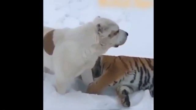 тигр и собака друзья