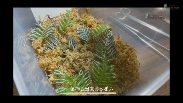 [ Selaginella Picta ] セラギネラ  ピクタ 増殖 〜後編〜