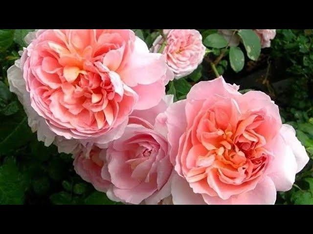 Роза Dames de Shenonceau Дам де Шенонсо Delbard 2002.