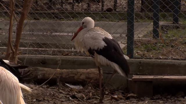 Наранени от човека