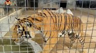 The Zoo Wild Life Park |Umm Al Quwain | ZOO in UAE | Wildlife Park