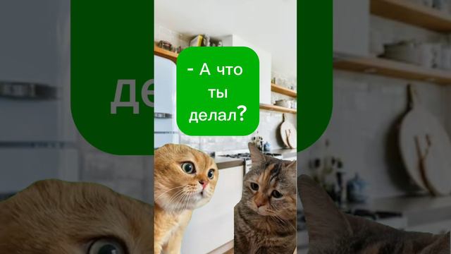 Когда очень устал. #котики #юмор #смехюморвеселье