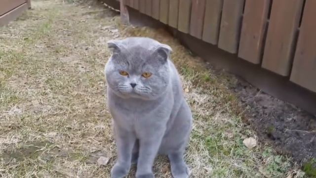 Кот ругается. Это надо видеть